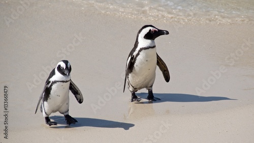 African penguins walking on Boulders Beach at Cape Peninsula in South Africa