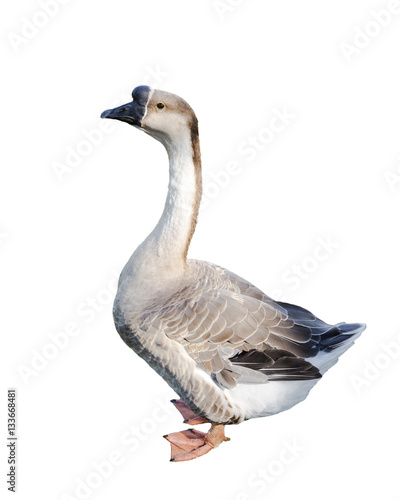 Tela goose isolated on a white background