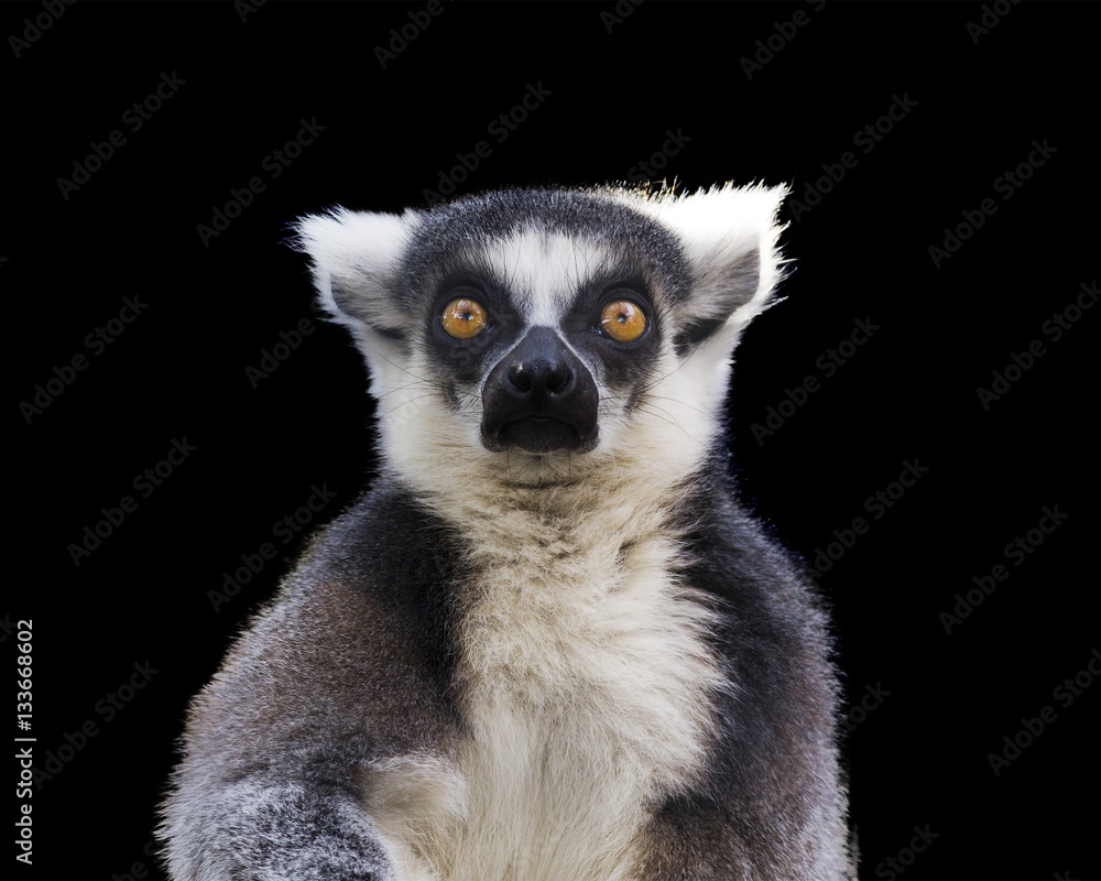 portrait of a ring tailed lemur on a isolated on a black background