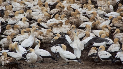 Group of Cape gannets gathering at Lambert's Bay in South Africa © bleung