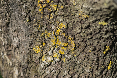 Macro detail of yellowish Lichen on a tree trunk © Pb