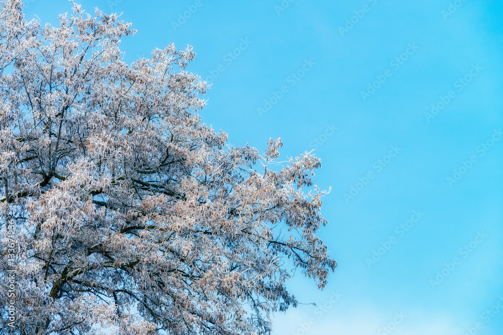 Hoarfrost on the trees. Winter sunny day. Vivid splittoned image.