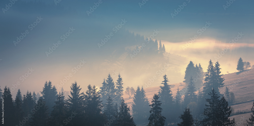 Foggy mountains at sunrise. Panoramic landscape of Carpathian mountains, covered with spruce forest. Ukraine.