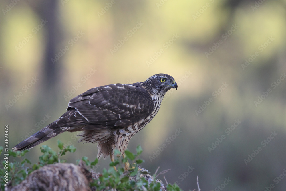 Obraz premium Eurasian Goshawk