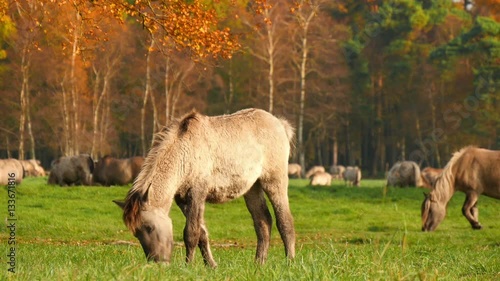 A young wild horse in Duelmen, Germany grazing in autumn 4k 11745
