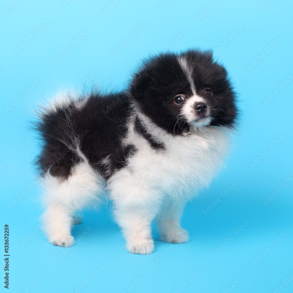 Obraz premium Spitz puppy