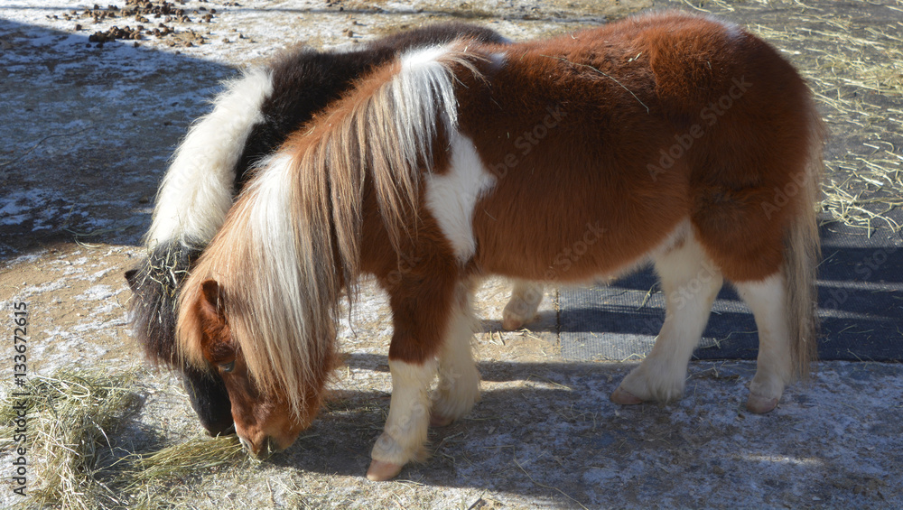 Miniature horses are the size of a very small pony, many retain horse
