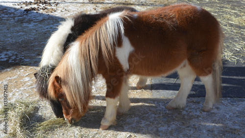 Fotografie Miniature horses are the size of a very small pony, many retain horse characteristics and are considered horses by their respective registries