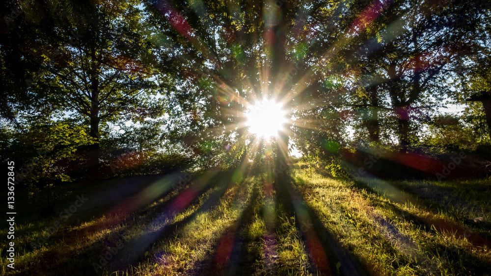 Obraz premium Sonne in den Bäumen
