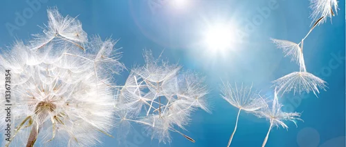 Obraz Wylot / spadochrony Pustblume na starcie: Odlatujemy, aby spełnić życzenia :)