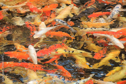 Foto Abstraction. Texture fishes in the water.