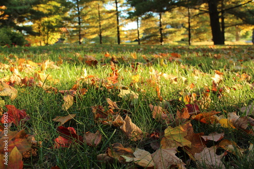Autumn Leaves