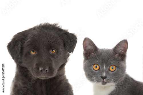 black puppy and kitten gray,