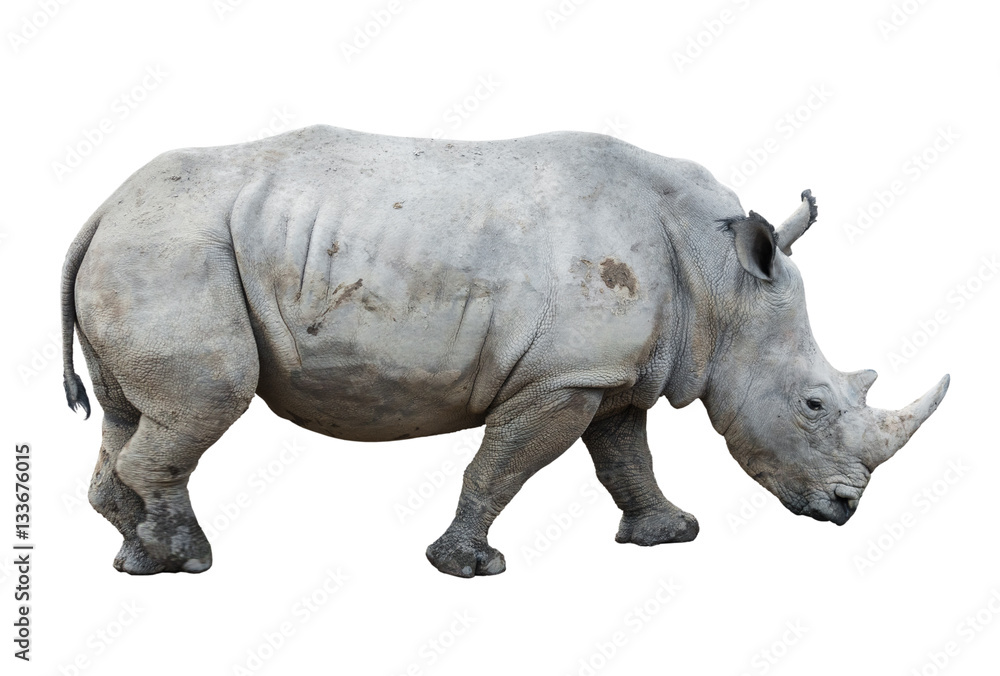 Fototapeta premium big rhinoceros isolated