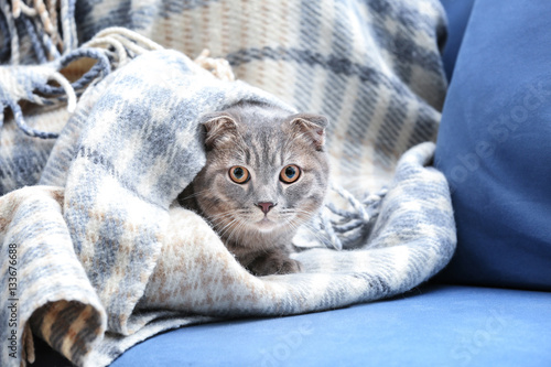 Cute cat lying on plaid at home