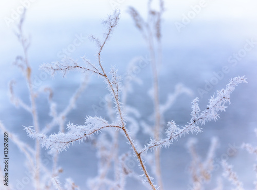 hoarfrost on branches of a winter frosty day closeup © markovael