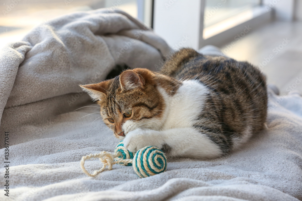 Fototapeta premium Cute funny cat lying on window sill covered with plaid