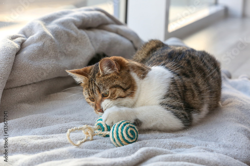 Fototapeta Naklejka Na Ścianę i Meble -  Cute funny cat lying on window sill covered with plaid
