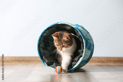 Fototapeta Naklejka Na Ścianę i Meble -  Cute funny cat playing at home