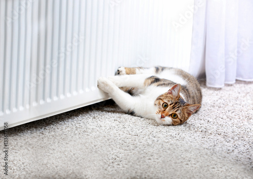 Cute cat lying on carpet near radiator at home