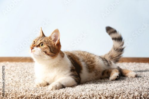 Fototapeta Naklejka Na Ścianę i Meble -  Cute funny cat lying on carpet at home