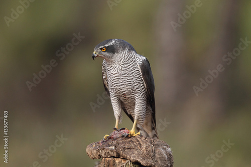 eurasian goshawk rare bird