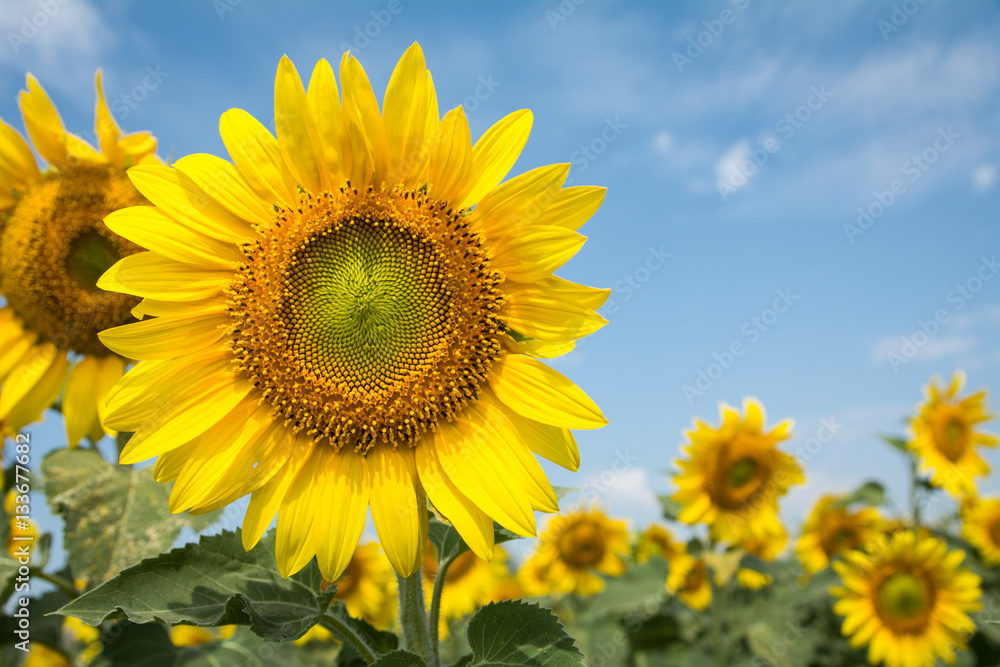 Field of blooming sunflowers on a blue sky clouds background