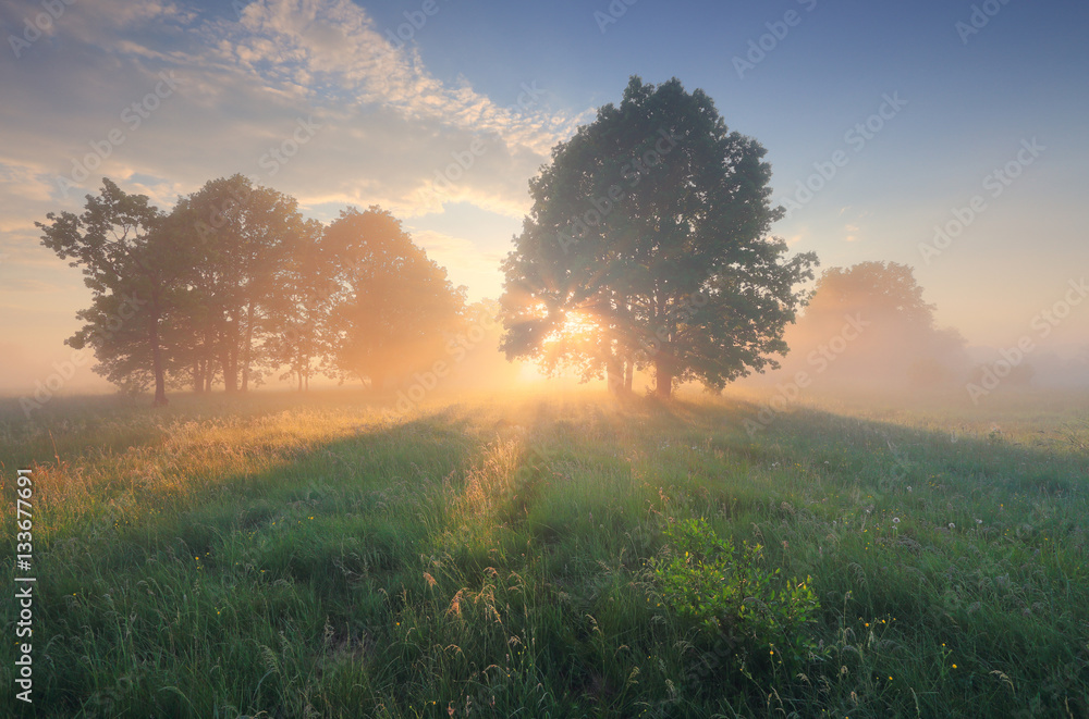 Fototapeta premium Bright sunbeams illuminate green grass on field