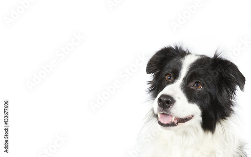 Dog portrait isolated on white for copy space use.