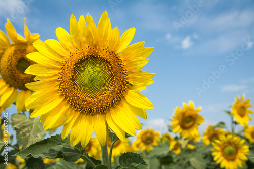 Field of blooming sunflowers on a blue sky clouds background