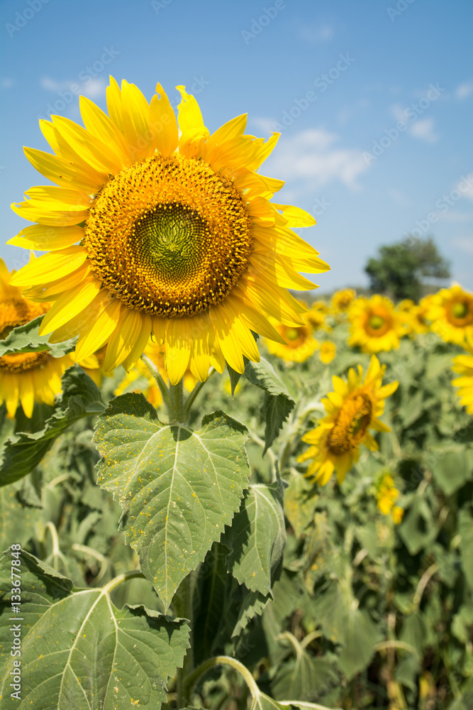Field of blooming sunflowers on a blue sky clouds background Field of blooming sunflowers on a blue sky clouds background