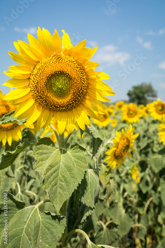 Field of blooming sunflowers on a blue sky clouds background