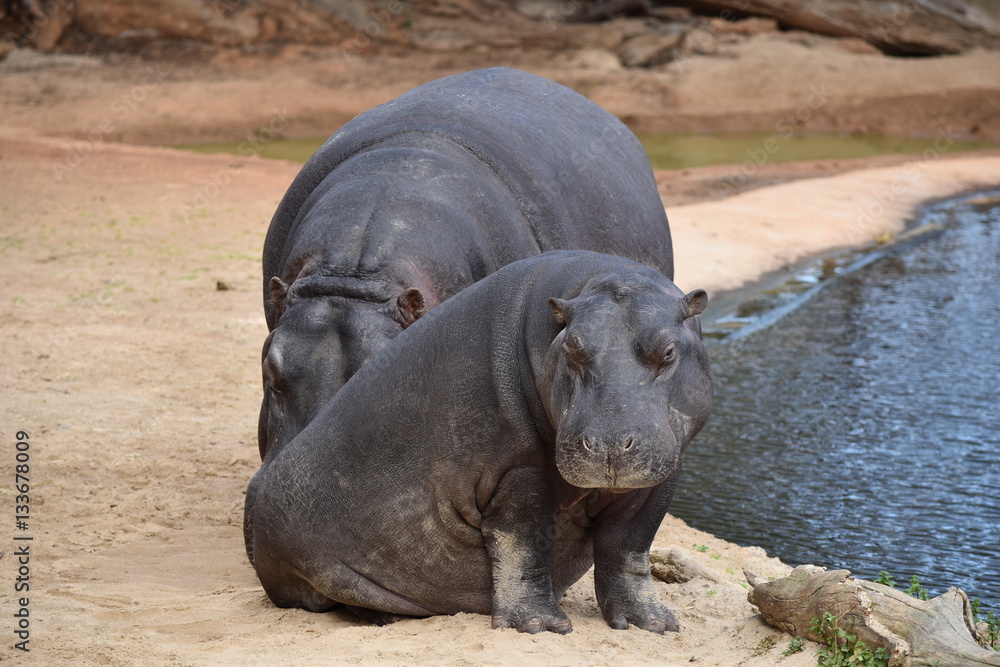 hippopotamus