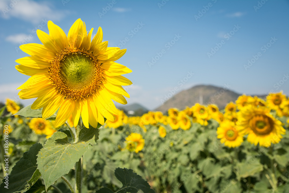 Field of blooming sunflowers on a blue sky clouds background Field of blooming sunflowers on a blue sky clouds background