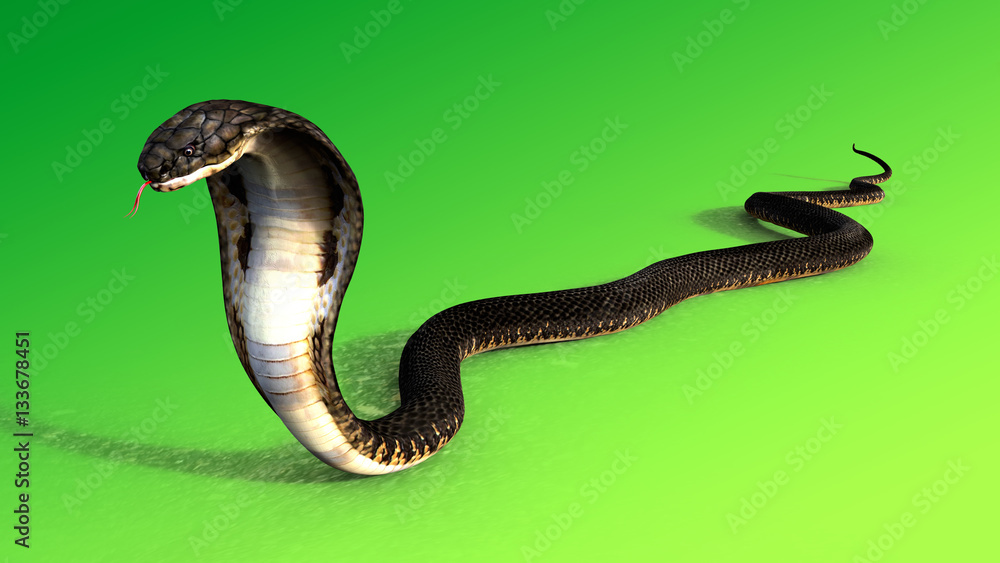 3d Illustration King Cobra The World's Longest Venomous Snake Isolated on  Black Background, King Cobra Snake, 3d Rendering Stock Photo - Alamy