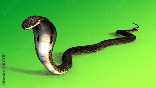 3d King Cobra The world's longest venomous snake isolated on green background, King cobra snake 3d illustration, King cobra snake 3d Rendering