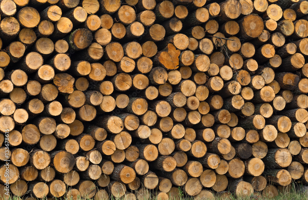 felled tree trunks, logs, timber, business, sawmill, industry, saw,
