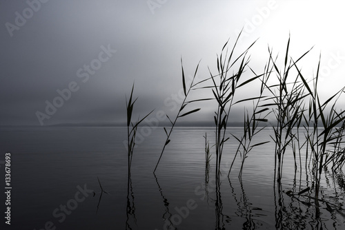 Germany, Tollensesee: Mystic scene of grey foggy lake with single reed plants in calm water.
