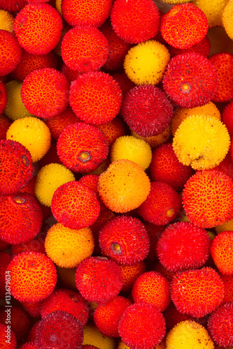 Yellow and red fruits of Arbutus unedo.