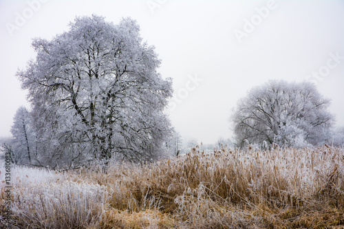 Foggy winter scenic with frosted trees