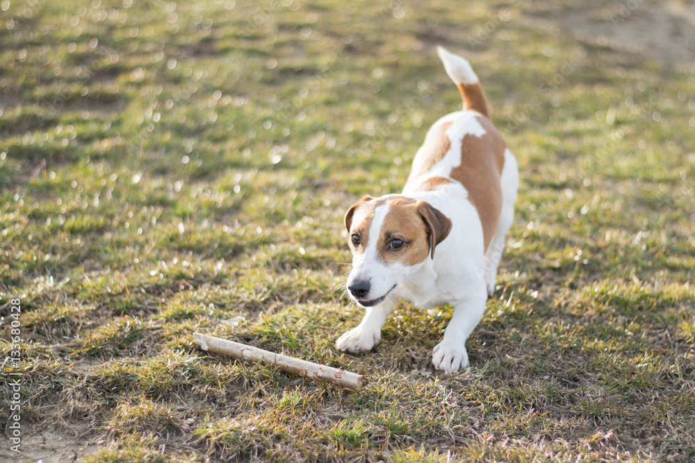 Jack Russell is watching over his wooden stick.