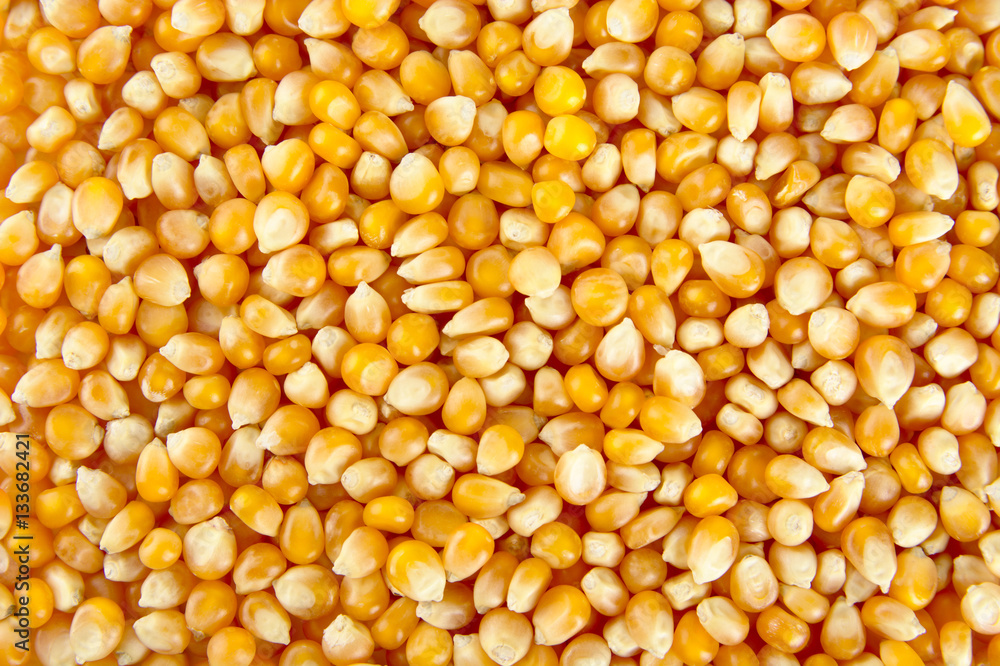Grained texture of whole corn seeds Grained texture of whole corn seeds
