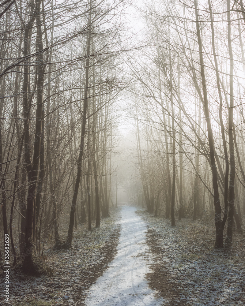 Obraz premium Snowy path in forest