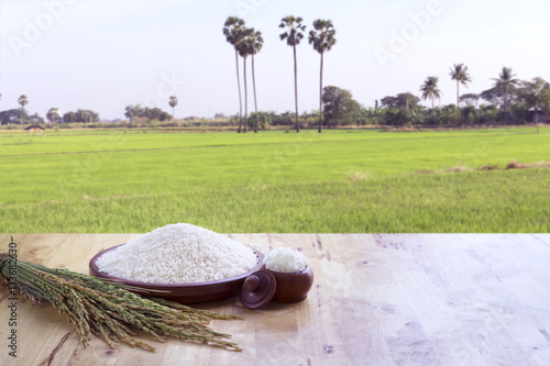 Thai jasmine rice and green field