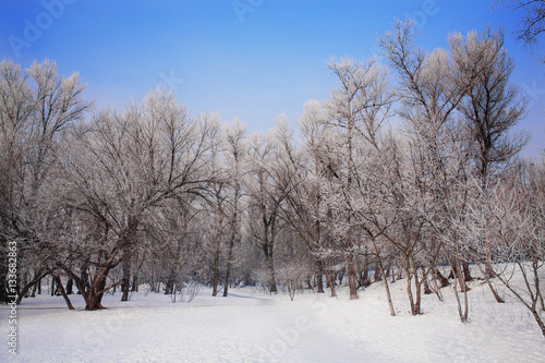 winter forest with snow and blue sky