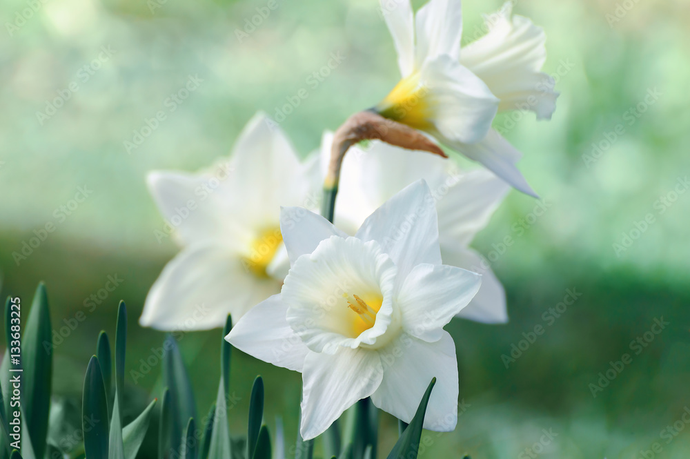 White and yellow daffodil flower outdoors in spring White and yellow daffodil flower outdoors in spring