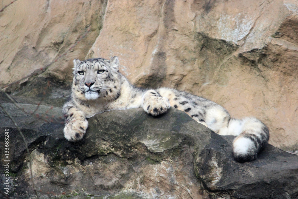 Fototapeta premium Schneeleopard auf Felsen