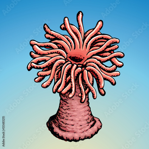 Sea anemone. Vector sketch