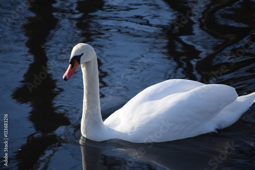 White  graceful  beautiful  the most beautiful birds on earth - the swans. Cold winter river  clean and clear water and swimming swans as a symbol of purity and beauty.
