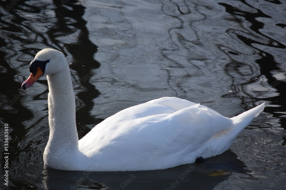 White, graceful, beautiful, the most beautiful birds on earth - the swans. Cold winter river, clean and clear water and swimming swans as a symbol of purity and beauty. White, graceful, beautiful, the most beautiful birds on earth - the swans. Cold winter river, clean and clear water and swimming swans as a symbol of purity and beauty.